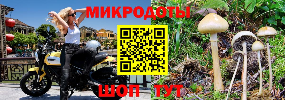 Галлюциногенные грибы Psilocybe Евпатория